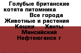 Голубые британские котята питомника Silvery Snow. - Все города Животные и растения » Кошки   . Ханты-Мансийский,Нефтеюганск г.